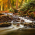 Drumleck River In Autumn
