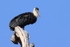 Asian Woolly-necked Stork perched on gnarled tree, Bandhavgarh, India