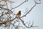 Fieldfare