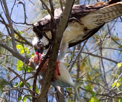 Osprey_0007