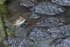 Common Frog watching over a mass of frogspawn at Otmoor