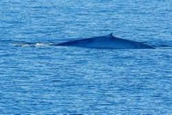 Blue Whale