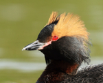 Slavonian Grebe close-up, Iceland