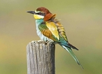 European Bee Eater