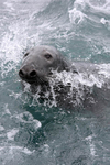 MMP009: Grey Seal