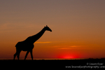 Giraffe silhouette