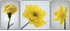 Yellow Flower Triptych