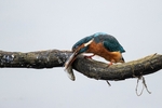 Kingfisher Alcedo Atthis046