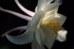 Aquilegia
