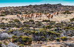 Argentina portfolio