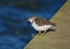 Spotted Sandpiper