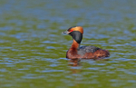 Slavonian Grebe -  Podiceps auritus