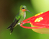 Green-crowned Brilliant (juvenile) perched on a feeder at Curi-Cancha