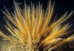 Nemertesia antennina