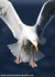 SBG013: Herring Gull
