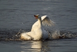 Whooper Swan