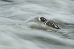 Harlequin Duck (male) swimming against fast-flowing water, Iceland