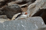 Puffin