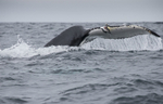 Humpback Whale Fluke, Pico Island, Azores