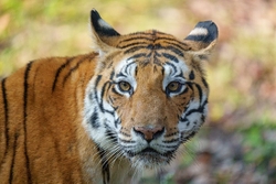 Tiger in Kanha 1