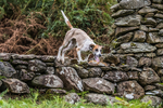 Grasmere-136