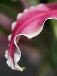 Lily Petal