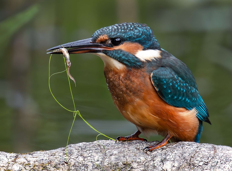 Common Kingfisher - Big Pool Wood - North Wales