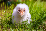 barn owl tyto alba-9920