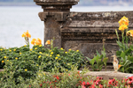 Javan Pond Heron amongst flowers at temple, Bali