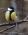 No.0094 Great tit