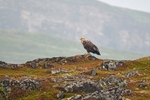 White-tailed Eagle