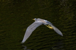 Tricolored Heron _0029