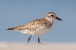 Black-bellied Plover close view, Fort De Soto Park, Florida