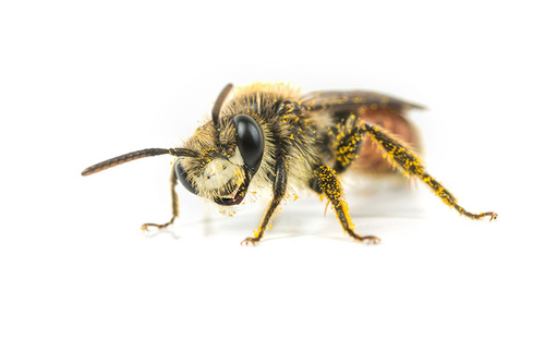 [i]Andrena labiata[/i] male, showing characteristic facial markings. Staffordshire garden, May 2016.