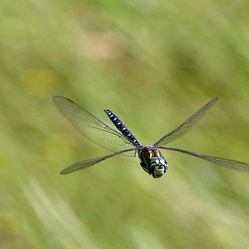 A canada darner is captured in flight and on the hunt for snaller flying insects. This species is a very abundant res…