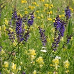 Alpine meadow  blue/purple meadow clary (Salvia pratense) and yellow rattle (Rhinanthus sp)