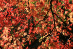 Westonbirt _WB010