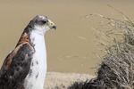 Variable Hawk portfolio