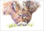Donkey Pair 735