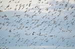 Golden Plover