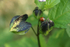 LadybirdNicandra2