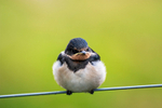 Barn Swallow Chick - DSC_6791
