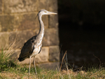 Grey Heron