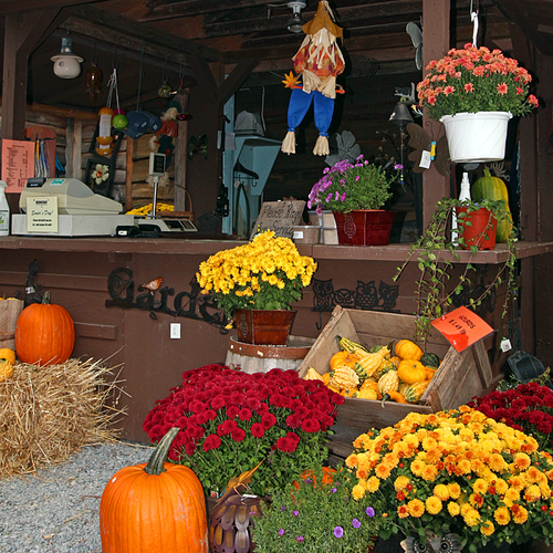 A country market in rural New Brunswick display it's fall wares.