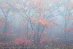 Autumn Impressions