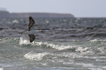 Gannet flypast, Ness of Duncansby, Scotland