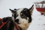 Husky 5949