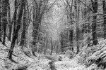 Winter Woodland 1