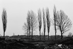 Birches (Bierkenau) #2
