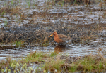 Black-tailed Godwit